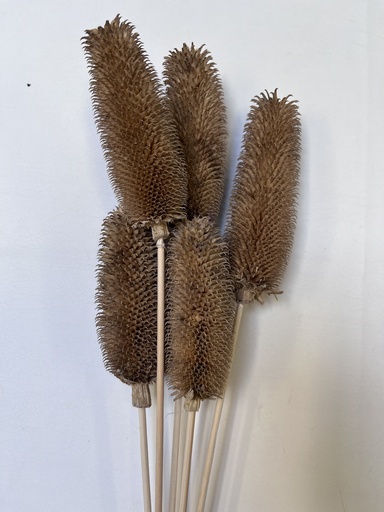 [black brown] Black brown/Dipsacus Sativus