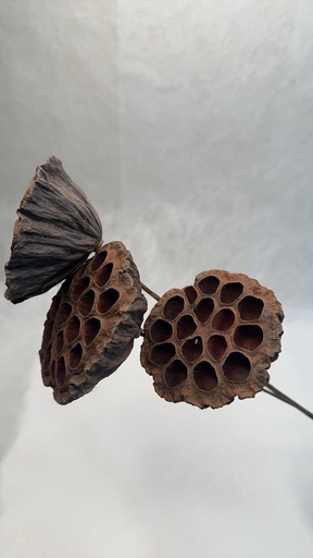 [natural color] Natural Color/Lotus Seed 