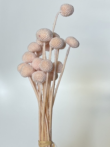 [pink] Pink/Billy ball