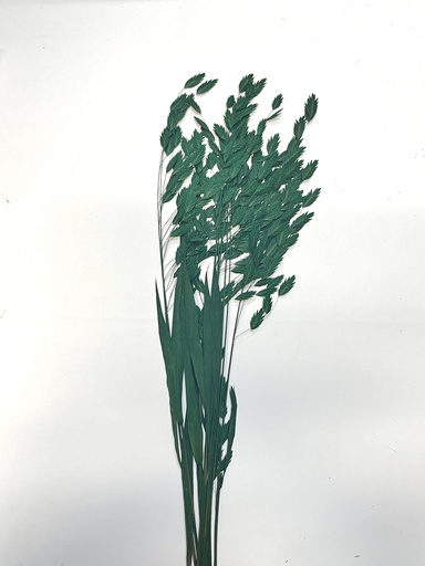 [Green] Green/North America Wild Oat