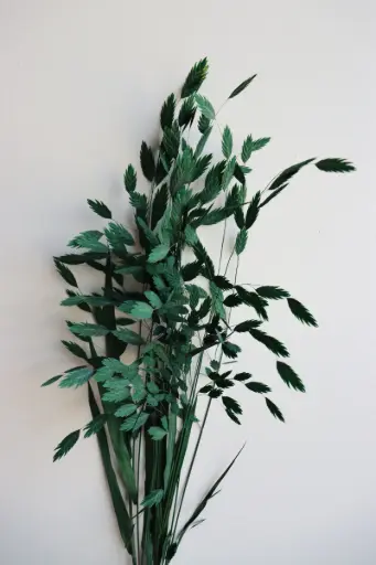 Dark Green/North America Wild Oat