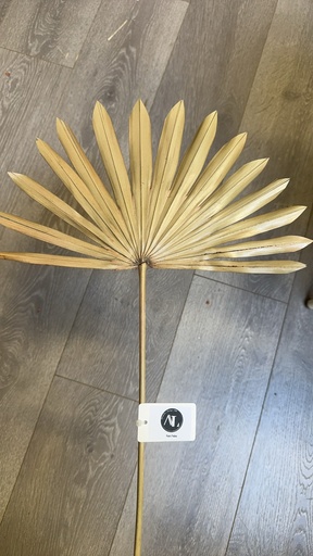 [natural] Natural /Sun Palm