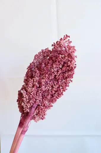 Crimson Purple/Sorghum