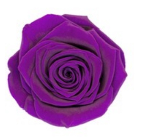 Classic Purple / Preserved Rose 