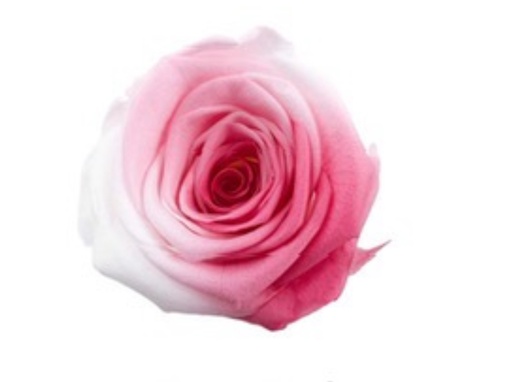 [Rose pink] Rose (multi-colour)/Rose pink BX008