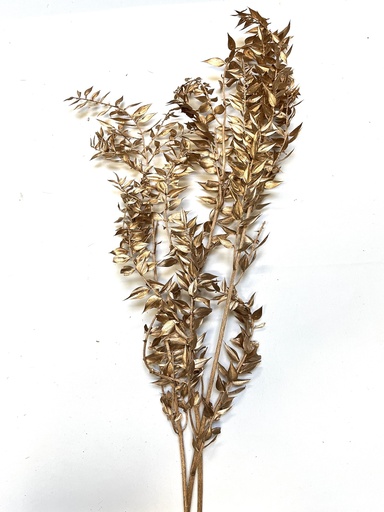 [Golden] Golden/Italian ruscus