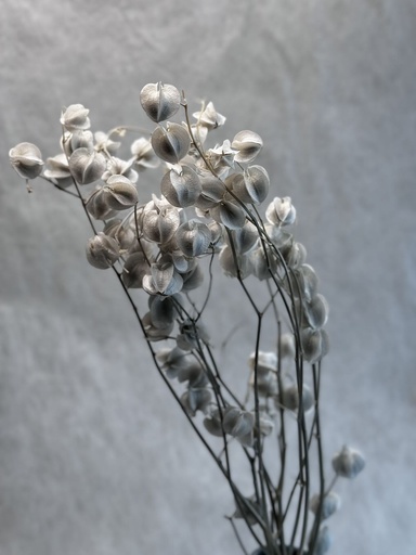 [light grey] Light Grey/Lantern Flower