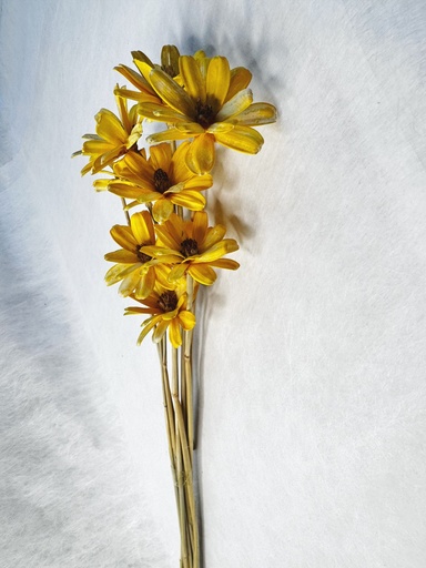 [Champagne] Champagne /Sola Wood Petite Flower
