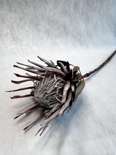 [Natural Color] Natural Color/King Protea
