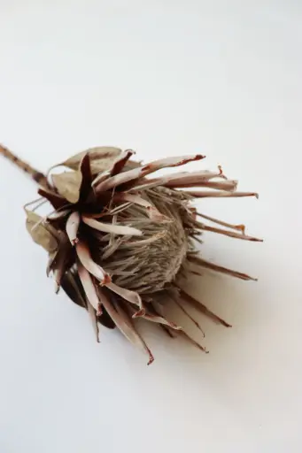 Natural /King Protea