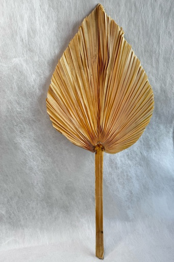 [Nature Color] Nature Color/Small/Cat tail Leaf Fan/Palm Fan