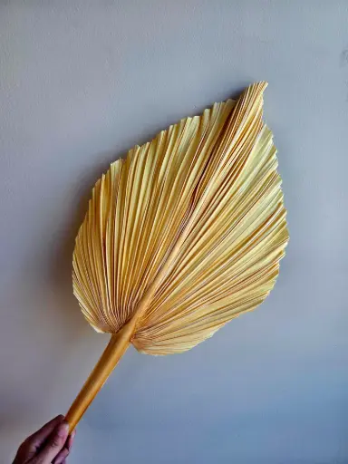 Yellow /Small Fan Palm