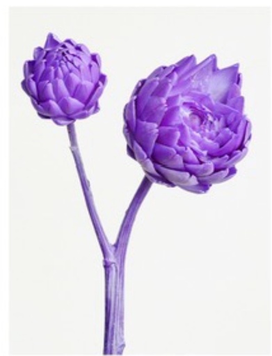 [violet] Violet / Mini / Artichoke 