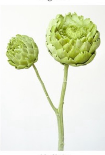 [matcha green] Matcha Green / Mini / Artichoke 