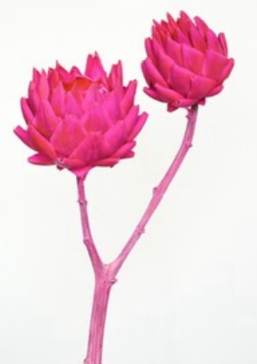[rosy] Rosy / Mini / Artichoke