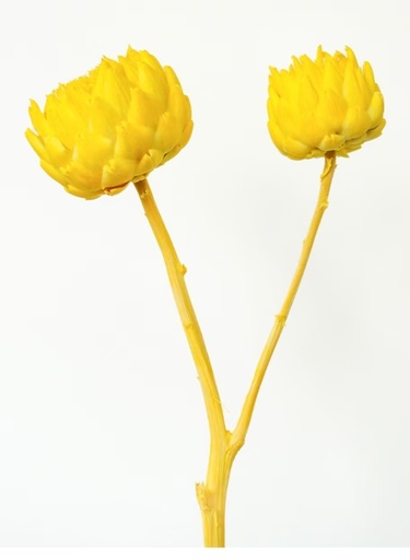 [Lemo Yellow] Artichoke/Mini/Lemo Yellow