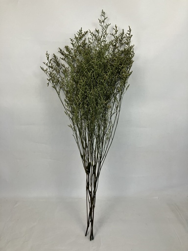 [Light green]  Light green/Limoniums/Caspia (lover grass)