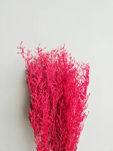  Red/Limonium/Caspia (Lover Grass)