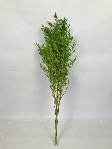 [apple green] Apple Green/Limoniums/Caspia (Lover Grass)