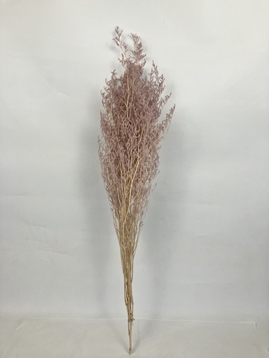 [Milk tea] Milk tea /Limoniums/Caspia (lover grass)