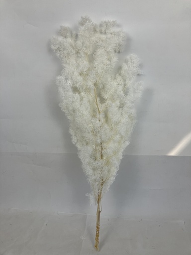 [White] White/Ming Fern(Asparagus Myriocladus)