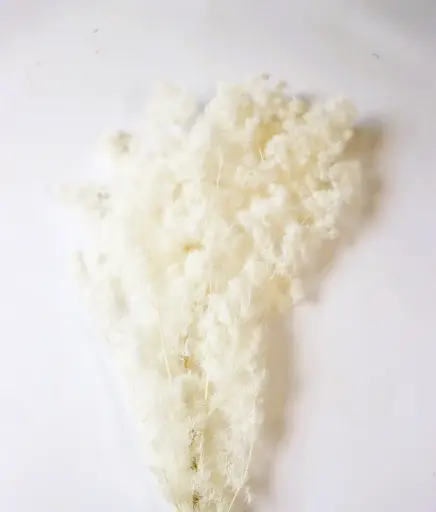 Bleached White / Ming Fern