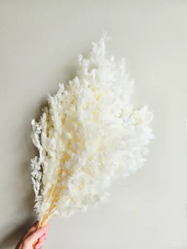 Bleached White / Ming Fern