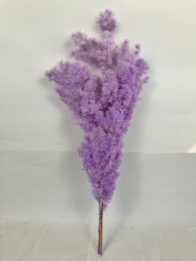 [lavender grey] Lavender Grey/Ming Fern (Asparagus Myriocladus)