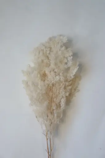 Oatmeal White / Ming fern