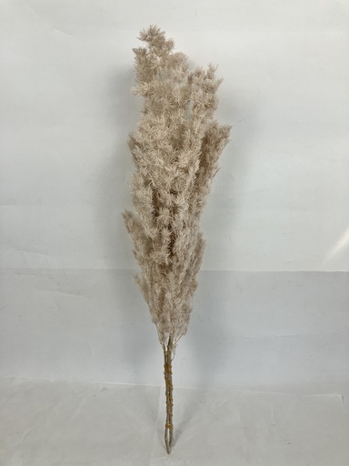 [light brown] Off-white/Ming Fern (Asparagus Myriocladus)