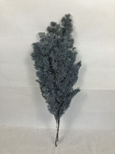 Grey/Ming Fern (Asparagus Myriocladus)
