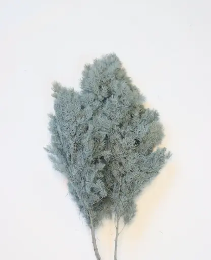 Steel Grey / Ming Fern