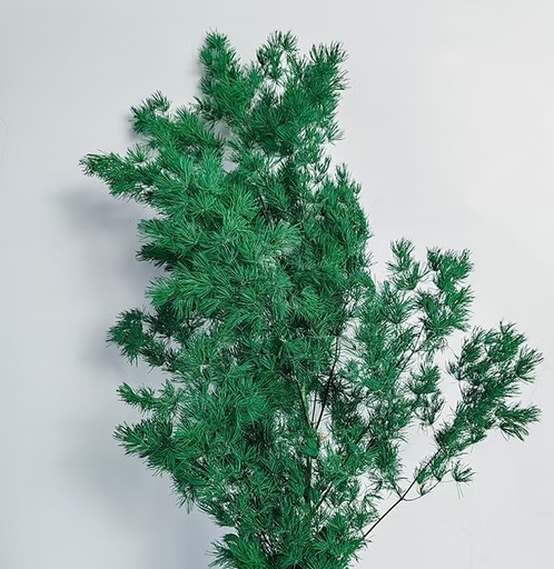 [Dark green] green/Ming Fern (Asparagus Myriocladus)