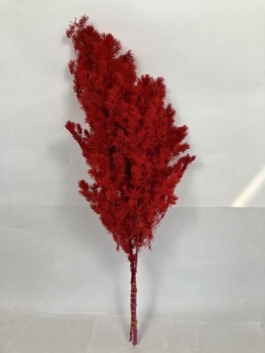 [Red] Red/Ming Fern (Asparagus Myriocladus)