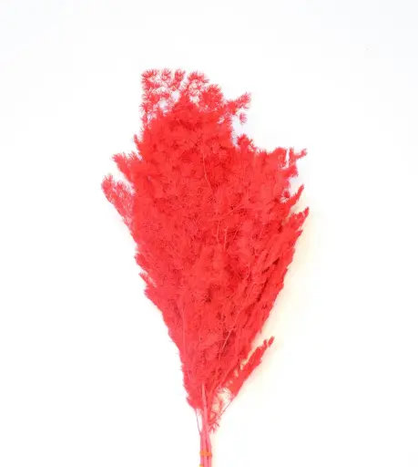 Red / Ming Fern