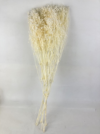 [White] White/Bleached Gypsophila 