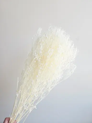 Bleached White / Gypsophila