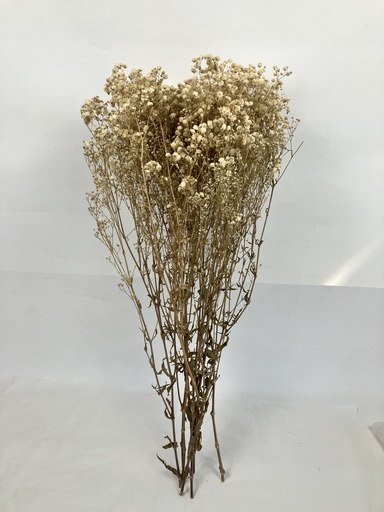 [Off-White] Off-White/Bleached Gypsophila 