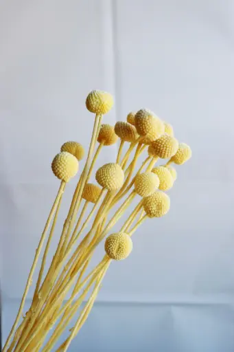 Light Yellow/Billy Ball