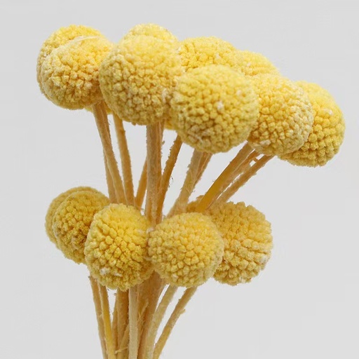 Light Yellow/Billy Ball