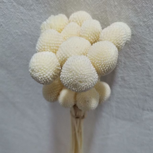 [White] White/Billy ball