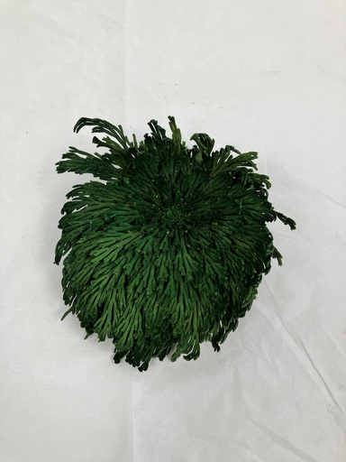 Selaginella tamariscina