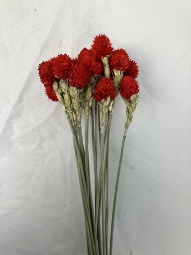 [Red] Red/Globe Flower