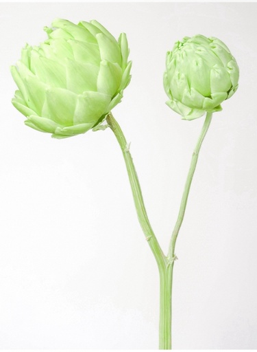 [Apple Green] Apple Green /Single Stem/Artichoke