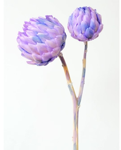 [Bluish Violet] Violet pink/Artichoke/Single Stem