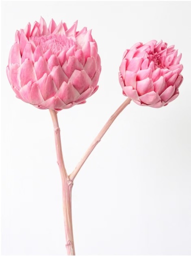 [Sakura Pink] Sakura Pink /Artichoke/Single Stem