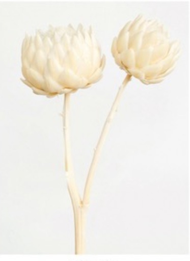 [milk tea] Milk Tea / Mini /Artichoke
