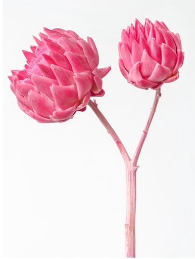 Sweet Pink/Artichoke/Single Stem