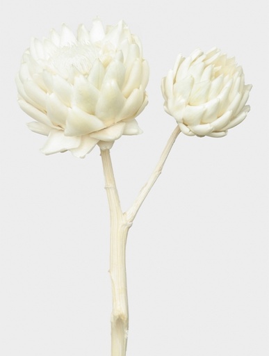 [White] White /Artichoke/Single Stem