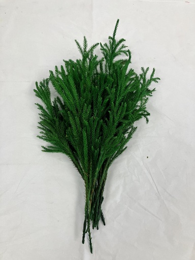 Lycopodium Japonicum